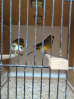 kanaries gloster gladkop, Dieren en Toebehoren, Vogels | Kanaries, Meerdere dieren, Kleurkanarie