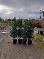 Portugese laurier, Overige soorten, Lente, Ophalen, Volle zon
