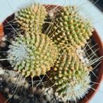 Copiapoa cactus, Ophalen of Verzenden, Cactus, Minder dan 100 cm, Volle zon