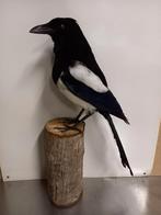 Opgezette ekster, Ophalen of Verzenden, Vogel, Opgezet dier