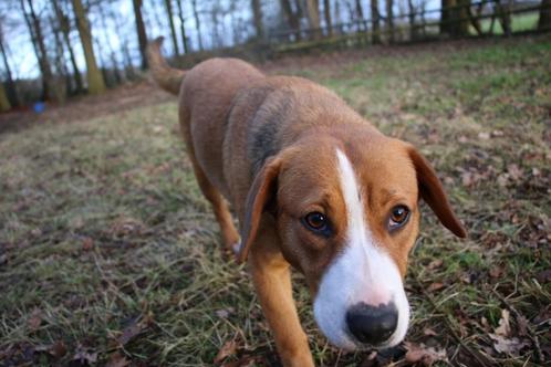 Entlebucher Sennenhund (mix): Boef, Dieren en Toebehoren, Honden | Herdershonden en Veedrijvers, Teef, Herder, Fokker | Hobbymatig