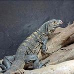 Volwassen koppel Ctenosaura similis, Dieren en Toebehoren, Hagedis, Tam, 7 tot 10 jaar