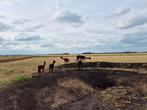 5 alpaca's waarvan 2 met cria., Mei, Meerdere dieren