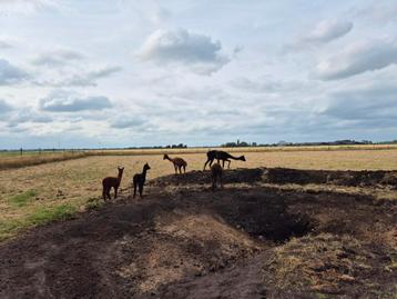 5 alpaca's waarvan 2 met cria. beschikbaar voor biedingen
