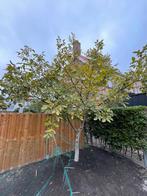 Walnotenboom, Tuin en Terras, Planten | Bomen, Ophalen, Volle zon, Overige soorten
