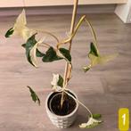 Syngonium albo variegata, Huis en Inrichting, Kamerplanten, Ophalen of Verzenden, Overige soorten, Minder dan 100 cm