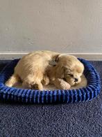 Perfect petzzz - ademende hond als knuffel, Ophalen, Zo goed als nieuw, Hond