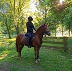 Knappe Allround D pony, Dieren en Toebehoren, Paarden, Ruin