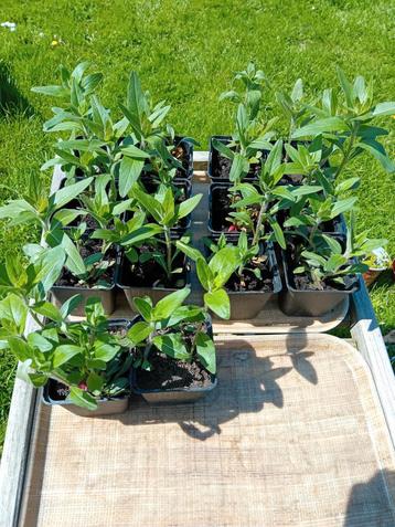 Teunisbloemen beschikbaar voor biedingen