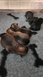 Mini Pomeranian pups unieke kleuren reutjes en teefjes, Dieren en Toebehoren, Honden | Chihuahua's en Gezelschapshonden, Overige rassen