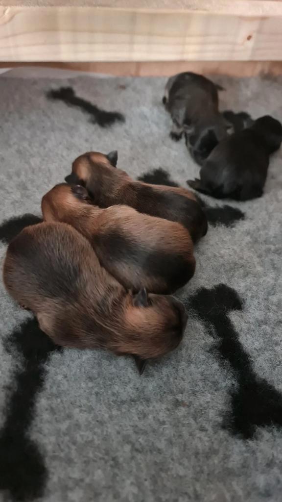 Mini Pomeranian pups unieke kleuren reutjes en teefjes, Dieren en Toebehoren, Honden | Chihuahua's en Gezelschapshonden, Meerdere dieren