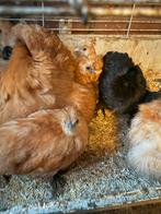 Usa zijdehoen, Dieren en Toebehoren, Pluimvee, Vrouwelijk, Kip