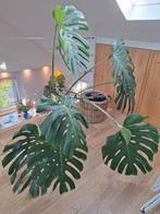 Grote Monstera Kamerplant - 132cm, 100 tot 150 cm, Overige soorten, In pot, Groene kamerplant