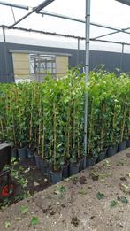 Hedera hibernica groenblijvend haag hekwerk schutting klimop, Ophalen, Bloeit niet, Klimplanten, Halfschaduw