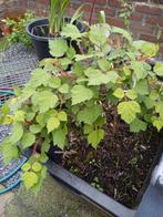 Japanse wijnbes Rubus phoenicolasius, Tuin en Terras, Overige soorten, Ophalen of Verzenden