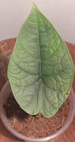 Alocasia Melo, Huis en Inrichting, Kamerplanten, Ophalen of Verzenden, Halfschaduw, Minder dan 100 cm