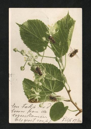 Bijen Honingbijen Anthophila Bloemen 1905. beschikbaar voor biedingen
