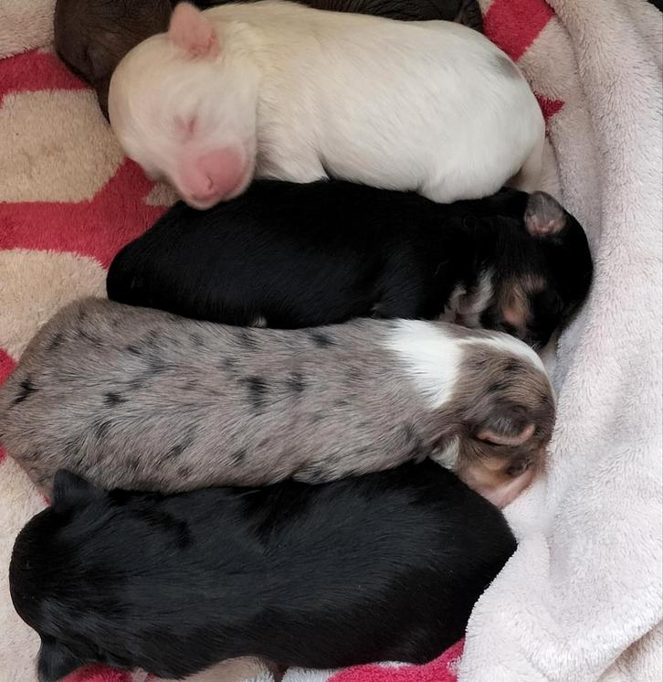 Yorkshire terriër, Dieren en Toebehoren, Honden | Chihuahua's en Gezelschapshonden, Meerdere dieren, Overige rassen, Particulier