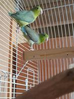 1-1 Forpus/muspapegaai, Meerdere dieren, Dwergpapegaai of Agapornis