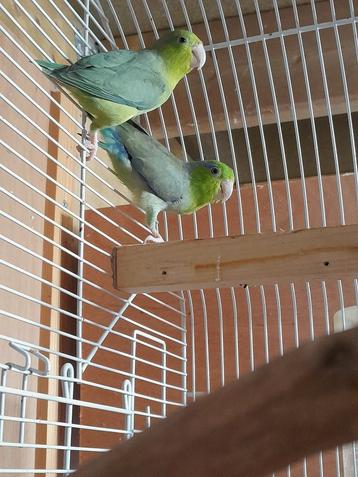 1-1 Forpus/muspapegaai  beschikbaar voor biedingen