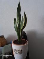 Sanseveria in mooie pot. Gemakkelijke kamerplant., Ophalen, Overige soorten, Halfschaduw, In pot