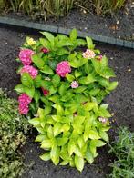 Hortensia, Tuin en Terras, Ophalen