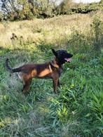 herder 3 jaar, Dieren en Toebehoren, Honden | Herdershonden en Veedrijvers, Rabiës (hondsdolheid), 15 weken tot 1 jaar, Reu, Meerdere