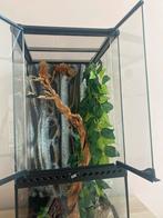 Glazen terrarium, Dieren en Toebehoren, Reptielen en Amfibieën | Toebehoren, Ophalen