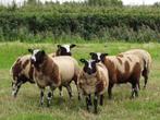 Bonte rammen, Dieren en Toebehoren, Schapen, Geiten en Varkens, Mannelijk, Schaap, 0 tot 2 jaar