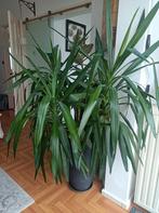 Mooie grote yucca plant inclusief pot, Huis en Inrichting, Kamerplanten, 100 tot 150 cm, Yucca, Ophalen of Verzenden, Halfschaduw