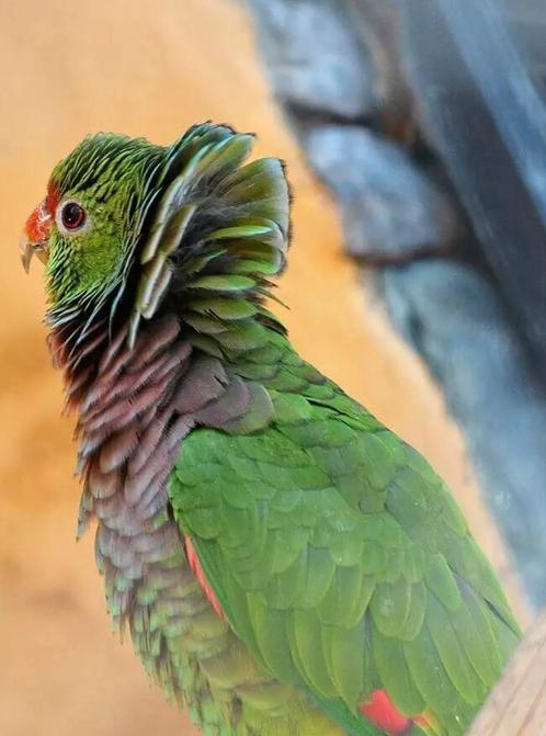 Amazone Wijnborstamazone 2025 Baby, Dieren en Toebehoren, Vogels | Parkieten en Papegaaien, Papegaai, Pratend, Tam, Geringd