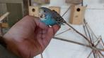 Grasparkiet, Dieren en Toebehoren, Vogels | Parkieten en Papegaaien, Meerdere dieren, Parkiet, Geringd
