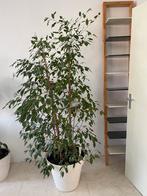 Waringin plant, Minder dan 100 cm, Ophalen of Verzenden, Halfschaduw