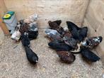 Wyandotte kriel hennen, Dieren en Toebehoren, Meerdere dieren, Kip