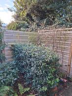 2 Hillhout Flux schermen + palen, Tuin en Terras, Ophalen, Minder dan 3 meter, Hout, 1 tot 2 meter