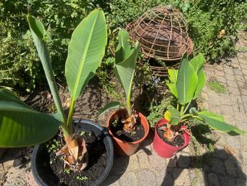 Prachtige Heilige gouden lotusbanaan, Musella lasiocarpa  beschikbaar voor biedingen