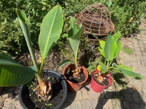 Prachtige Heilige gouden lotusbanaan, Musella lasiocarpa, Tuin en Terras, Planten | Tuinplanten, Vaste plant, Overige soorten