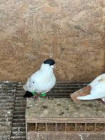 Te koop Afghaanse duiven, Dieren en Toebehoren, Vogels | Duiven, Meerdere dieren, Overige soorten