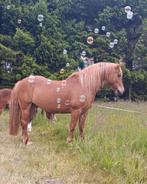 Brave beginners - buitenrit - lieve pony gezins pony - paard, Dieren en Toebehoren, Pony's, Gechipt, Ruin, 11 jaar of ouder, Recreatiepony