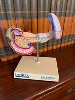 Mooi anatomisch model van diverse organen, Ophalen of Verzenden