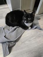 *Als u vragen heeft, kunt u mij gerust een bericht sturen.*, Dieren en Toebehoren, Katten en Kittens | Dekkaters