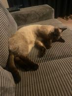 Siamees, Dieren en Toebehoren, Katten en Kittens | Overige Katten, Kater