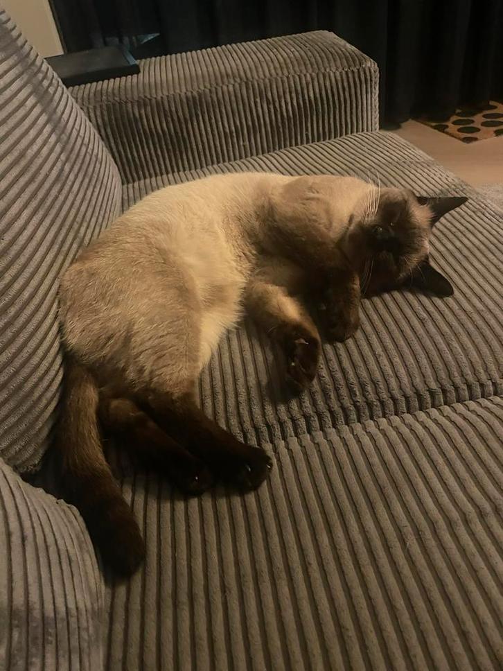 Siamees, Dieren en Toebehoren, Katten en Kittens | Overige Katten, Kater