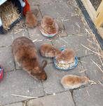 Dwerg konijntjes, Dieren en Toebehoren, Konijnen, Meerdere dieren, Dwerg