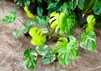 Monstera Deliciosa Mint - 5 beschikbaar!, Huis en Inrichting, Ophalen of Verzenden, Halfschaduw, Minder dan 100 cm