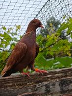 Prachtige jonge sierduif, speciale kruising. (29-08), Dieren en Toebehoren, Vogels | Duiven, Meerdere dieren, Overige soorten