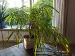 hydrocultuur ficus flink formaat, Huis en Inrichting, Kamerplanten, Ophalen, Ficus, Minder dan 100 cm