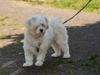 NIKKI, PRACHTIG JONG, TEEFJE, TYPE BOOMER, Rabiës (hondsdolheid), 1 tot 2 jaar, Teef, Eén hond
