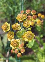Bupleurum longifolium ' Bronze Beauty' zaden, Ophalen of Verzenden, Volle zon