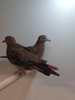 2-2 Blauwe grondduiven, Dieren en Toebehoren, Vogels | Overige Vogels, Meerdere dieren, Tropenvogel, Geringd